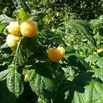 Πανσιόν Genziana Ovaro