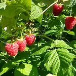 Affittacamere Genziana