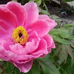 Affittacamere Genziana 3*