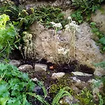Πανσιόν Genziana