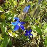 Genziana