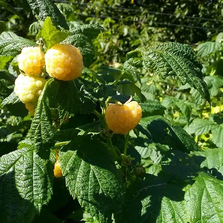 Pensjonat Genziana Ovaro