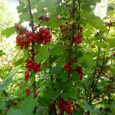 Genziana * Ovaro