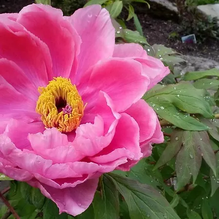 Affittacamere Genziana 3*