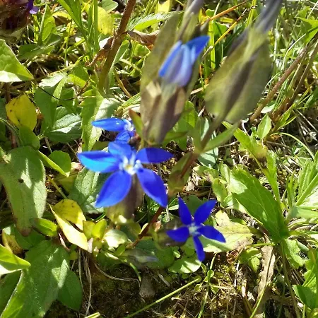 Genziana