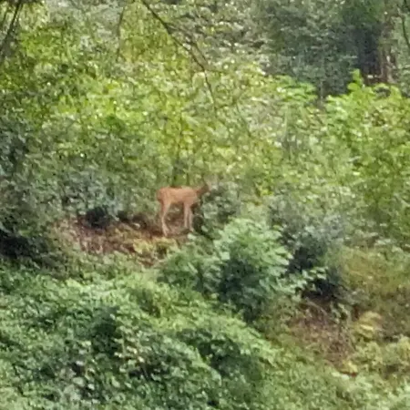 Genziana Pensjonat 3*