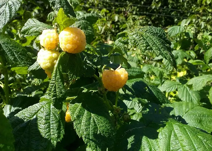 Vendégház Genziana Ovaro