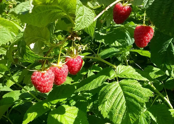 Vendégház Genziana