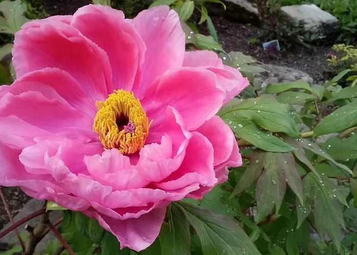 Vendégház Genziana 3*