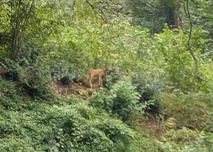 Genziana Vendégház 3*